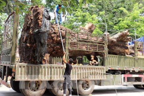 Bắt giữ vụ vận chuyển cây xoài rừng trên trăm tuổi