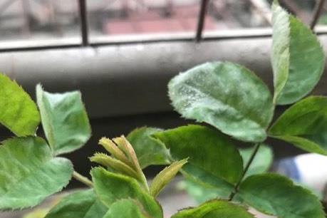 Cách trị tận gốc bệnh phấn trắng ở hoa hồng