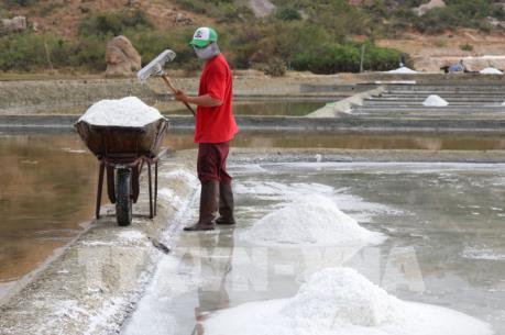 Thời tiết thuận lợi, muối được mùa được giá
