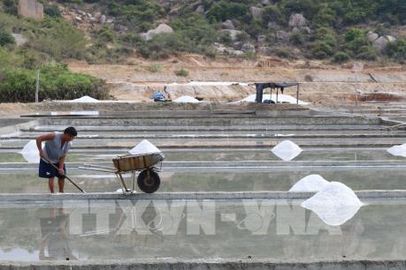 Ninh Thuận sẽ quản lý dự án khu kinh tế muối Quán Thẻ