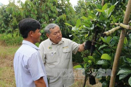 Mít giống "sốt" hàng dù mới chỉ vào đầu vụ