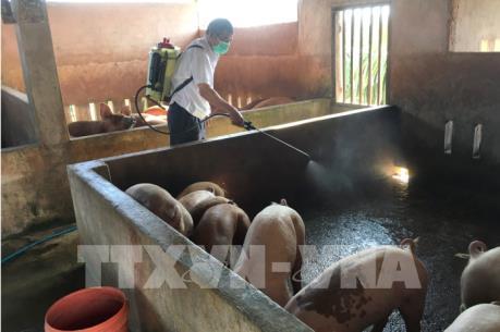 Thành lập chốt kiểm dịch lưu động ngăn chặn dịch tả lợn