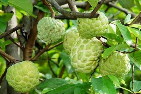 Kỹ thuật bón phân cho cây na trên đất dốc Lạng Sơn