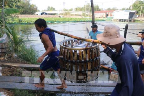 Doanh nghiệp Đồng Tháp liên kết nuôi cá tra với nông dân