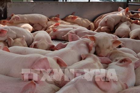 Long An ngăn dịch tả lợn châu Phi vùng giáp ranh biên giới