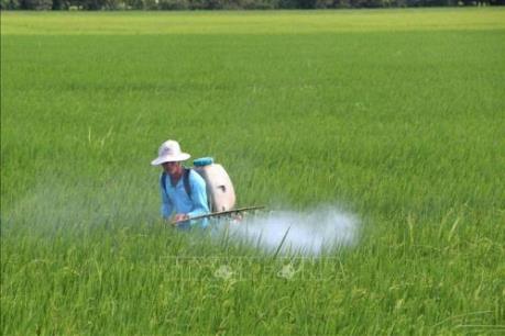 Vĩnh Phúc phòng trừ sâu bệnh và chống hạn cho lúa Xuân