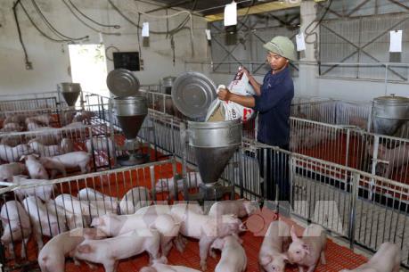 Tây Ninh xây dựng chuỗi an toàn dịch bệnh trong chăn nuôi