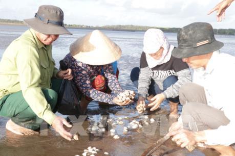 Độ mặn tăng đột ngột khiến nghêu chết tại Bến Tre