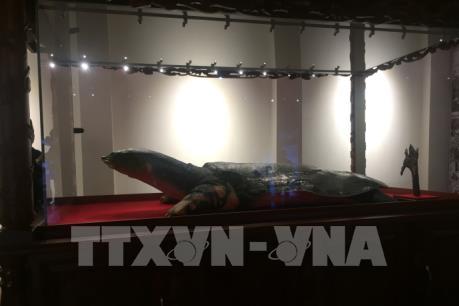 Tiêu bản “cụ” Rùa Hồ Gươm chính thức được trưng bày tại đền Ngọc Sơn