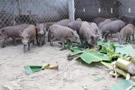 Đã xác định nguyên nhân khiến lợn rừng lai nuôi tại Ninh Thuận chết