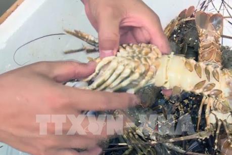 Nguyên nhân tôm hùm chết liên tục ở Phú Yên