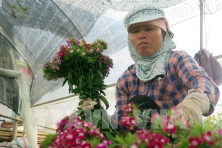 Nam Định: Hợp tác xã kiểu mới hoạt động hiệu quả