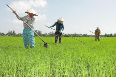 "Mưa vàng" giải nhiệt cho An Giang