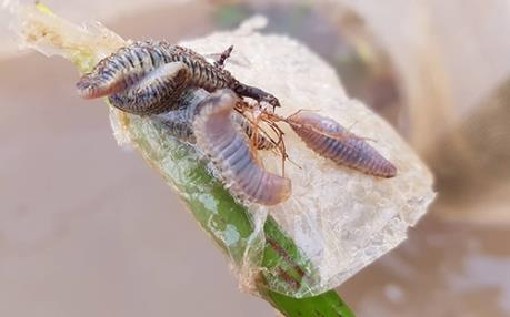 Xuất hiện “sinh vật lạ” gây hại cá nuôi lồng bè trên biển