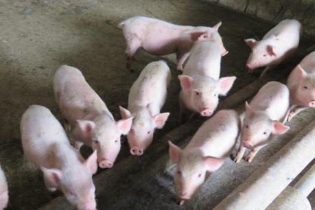 Thông tin thịt lợn nhiễm sán gạo tại Lào Cai là không chính xác