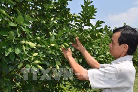 Xây dựng thương hiệu “cây cam nhà tôi”