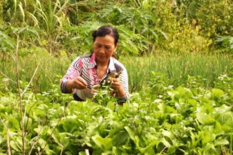 Thu nhập từ trồng rau màu cao gấp bốn lần trồng lúa