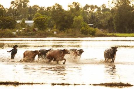 Đẹp "nao lòng" thủa chăn trâu của nông thôn Việt