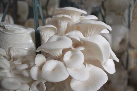 Kim Thanh mở rộng sản xuất theo hướng gắn với công nghệ 4.0