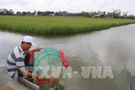 Đi tìm tên cho gạo hữu cơ Trà Vinh