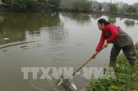 Chưa xác định nguyên nhân cá chết bất thường ở Thái Nguyên