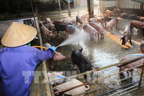 Xuất hiện thêm ổ dịch tả lợn châu Phi tại Thừa Thiên - Huế