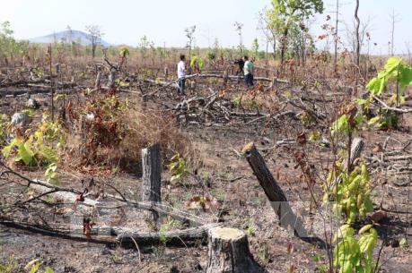 Đắk Lắk: Hàng chục hécta rừng bị chặt phá, lấn chiếm sang nhượng trái phép
