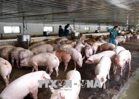 Bà Rịa – Vũng Tàu xuất hơn 52.000 liều vắc xin tiêm phòng lở mồm long móng