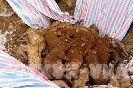 Dịch tả lợn châu Phi đã lan ra 10/10 huyện thành phố ở Hưng Yên