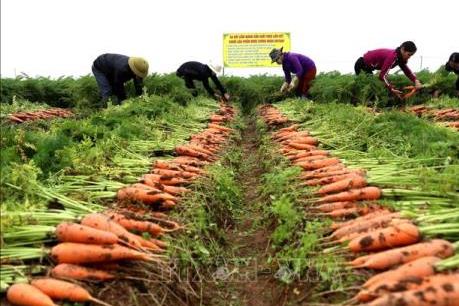 Tiêu thụ cà rốt mạnh, giá bán tăng cao