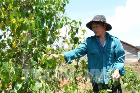 Đắk Lắk: Người trồng sachi gặp khó khăn khi giá xuống thấp