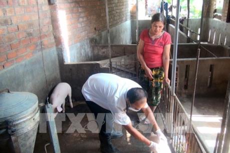 Lâm Đồng cơ bản khống chế dịch lở mồm long móng