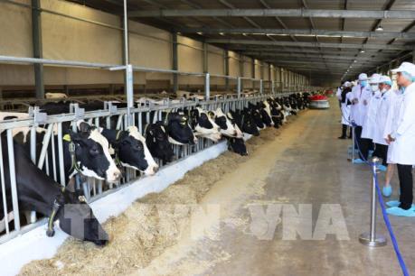 Vinamilk Green Farm Mô hình trang trại bò sữa phát triển bền vững Doanh nghiệp Vietnam VietnamPlus #1 Vinamilk Green Farm Mô hình trang trại bò sữa phát triển bền vững Doanh nghiệp Vietnam VietnamPlus