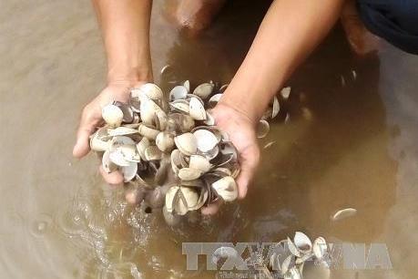 Người dân Trà Vinh thiệt hại nặng do nghêu chết hàng loạt