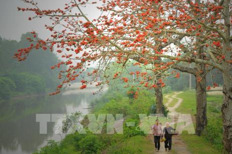 Hoa gạo thắp đỏ rực rỡ trời tháng 3