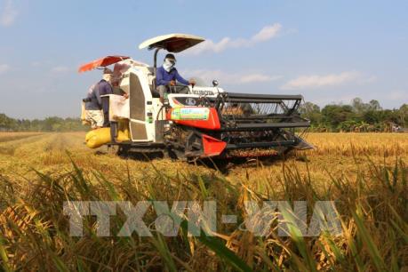 Giá lúa tăng nhẹ nhờ xuất khẩu gạo có tín hiệu tốt