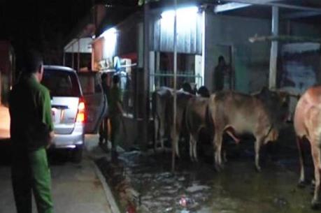 Bắt quả tang 2 đối tượng bơm nước vào bò để tăng trọng lượng