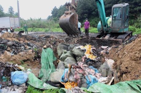 Tiêu hủy hơn 1,6 tấn nầm lợn có mùi hôi thối, đang phân hủy