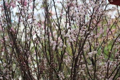 Không khí trước giờ khai mạc Lễ hội hoa anh đào Nhật Bản