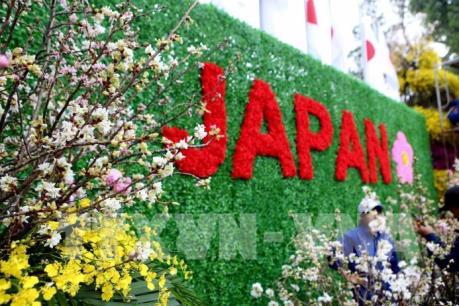 Lễ hội hoa Anh đào trang hoàng rực rỡ, hấp dẫn người dân và du khách