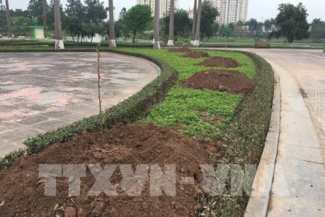 Sẽ trồng thêm hoa anh đào tại Công viên Hòa Bình