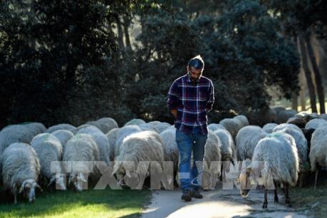 "Bức họa đồng quê" tại thủ đô Madrid của Tây Ban Nha