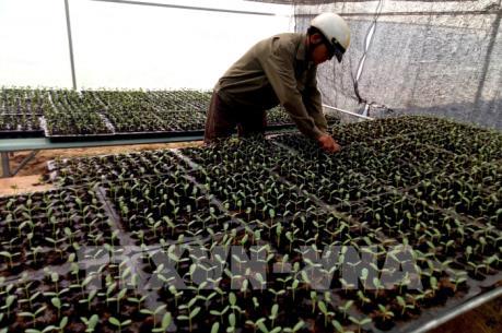 Đầu tư vào nông nghiệp công nghệ cao - Bài 1: Khó tiếp cận nguồn lực