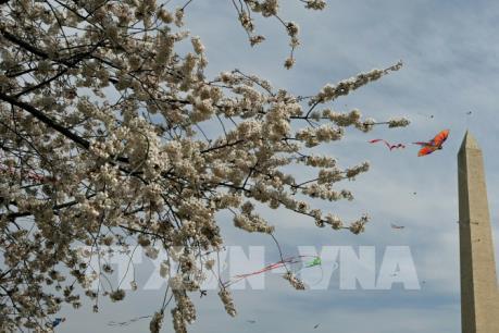 Ấn tượng Lễ hội thả diều mùa hoa anh đào tại Mỹ