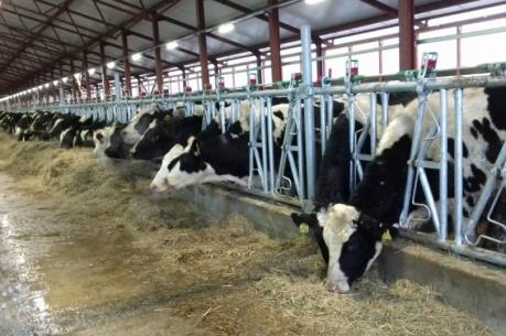 Tập đoàn TH dự kiến cuối năm 2020 đàn bò đạt 137.000 con