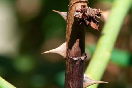 Cách trị bệnh đen thân trên cây hoa hồng 