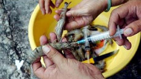 Hà Nội phát hiện cơ sở kinh doanh bơm tạp chất vào tôm