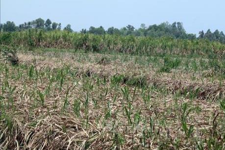 Tìm lại “vị ngọt” cho đường - Bài 2: Chưa tìm ra hướng giữ vùng nguyên liệu
