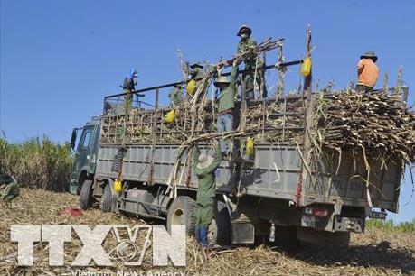 Sản lượng mía của Thái Lan dự báo tăng cao trong niên vụ 2022- 2023