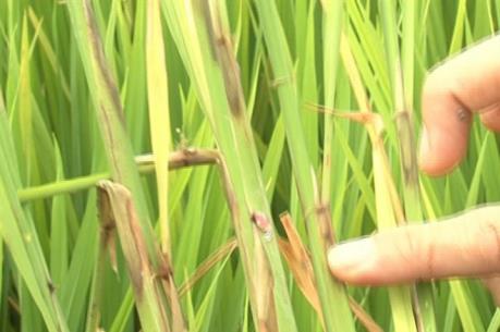 Cảnh báo dịch hại có thể xảy ra trên ruộng lúa năm 2019